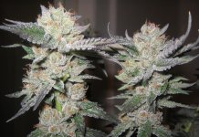 Bubba Kush Marijuana Strain Review