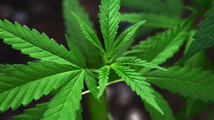 Legal Marijuana Businesses Earn 5.4 Billion Dollars In 2015