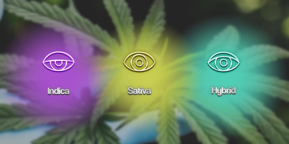 Learn The Difference Between Cannabis Strains
