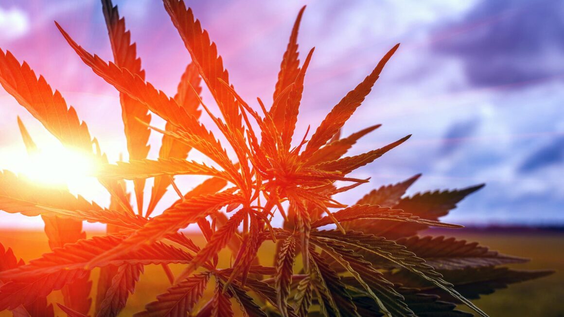 Hawaii Marijuana Dispensary Regulations