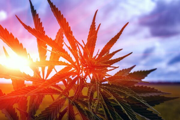 Hawaii Marijuana Dispensary Regulations