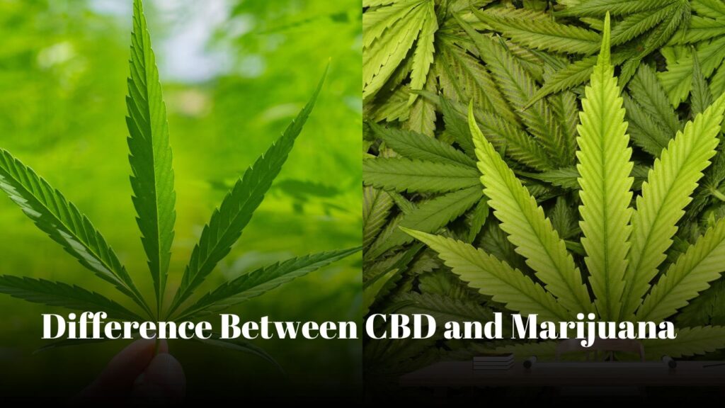 Difference Between CBD and Marijuana