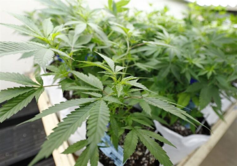 Hawaii Medical Marijuana Rules and Regulations
