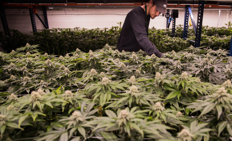 Hawaii's Marijuana