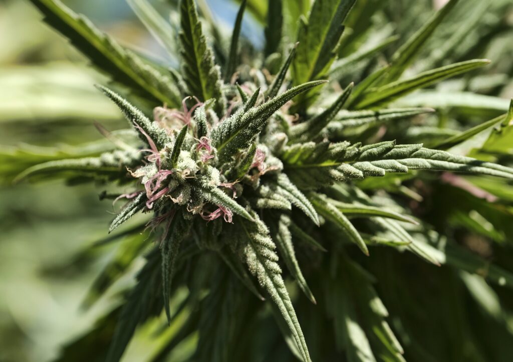 Cannabis pollination