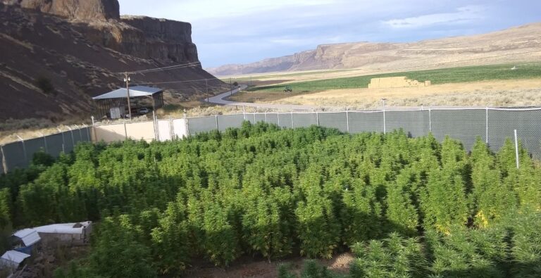 Pollination of cannabis