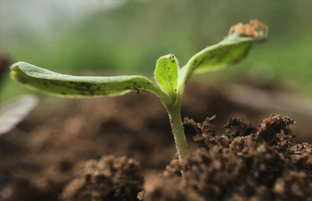 soil for growing cannabis