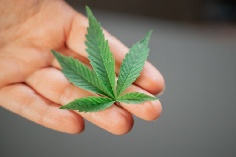 Growing Cannabis
