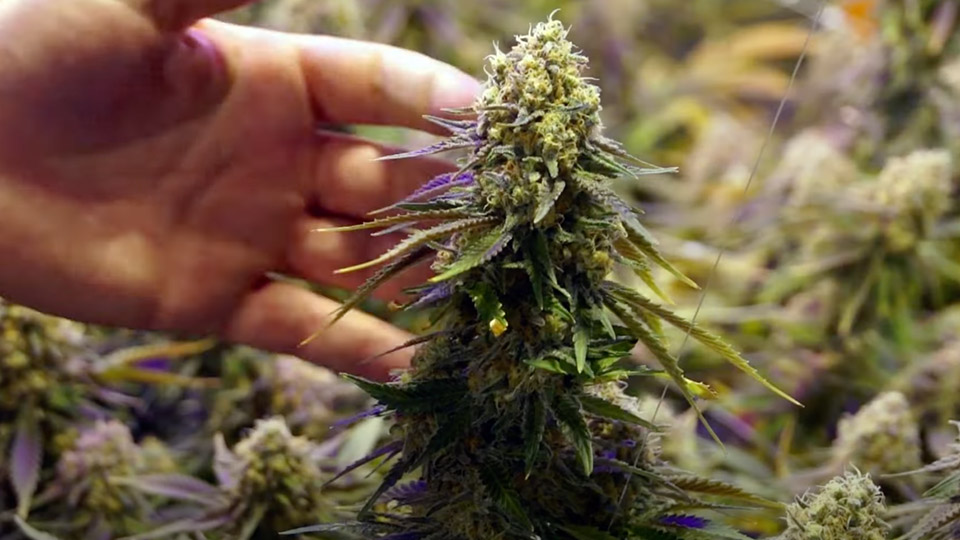 Nutrients for cannabis
