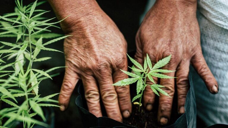 Nutrients required for cannabis