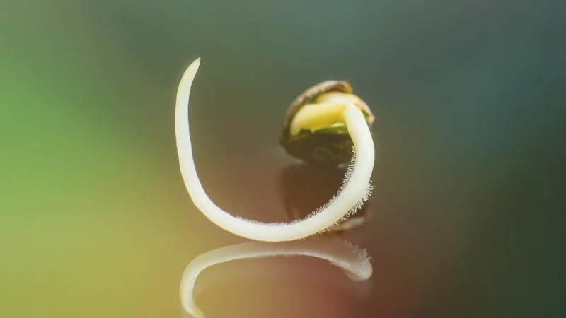 Soil for cannabis seeds