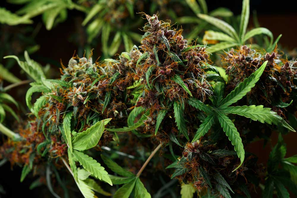 What is Cannabis Potency