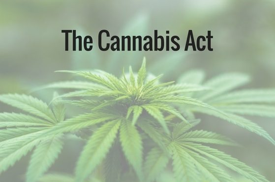 the cannabis act