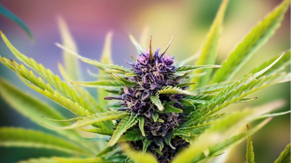 Growing Cannabis Indoor