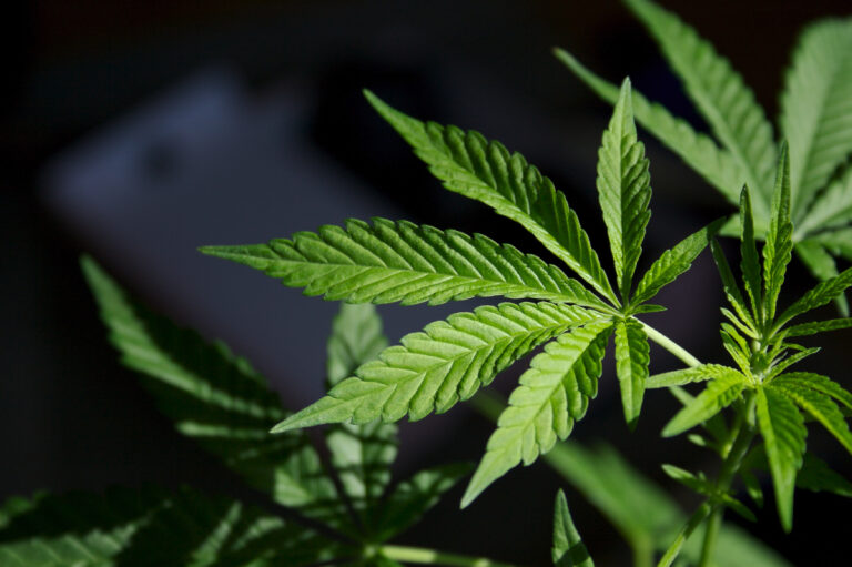 Choosing cannabis