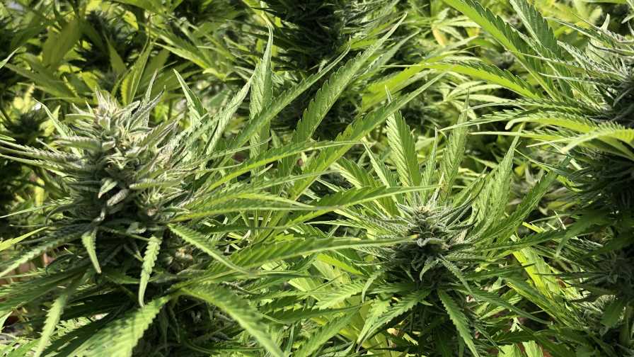 How Cannabis Interacts with Your Endocannabinoid System
