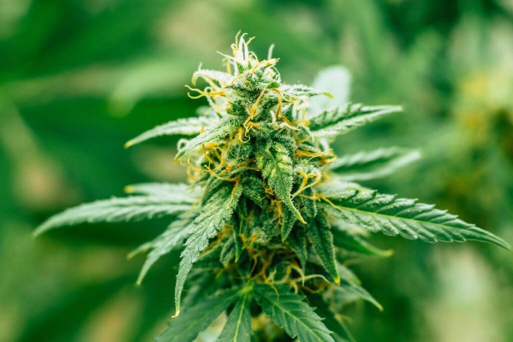 What Is the Endocannabinoid System