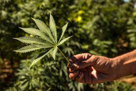 Right Cannabis strain