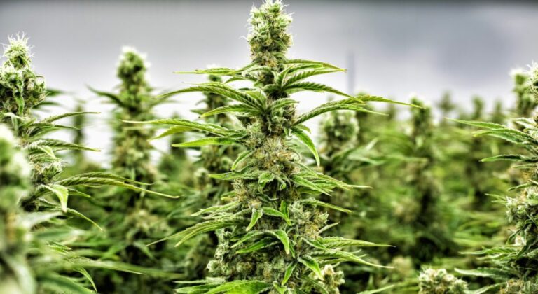 Cannabis and Fitness Can It Enhance Recovery and Performance