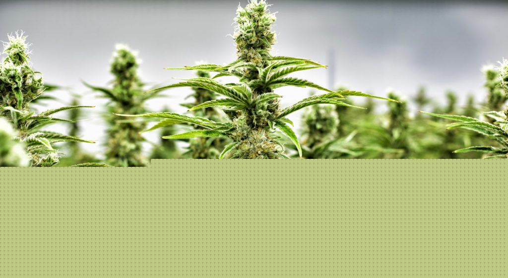Cannabis and Fitness Can It Enhance Recovery and Performance