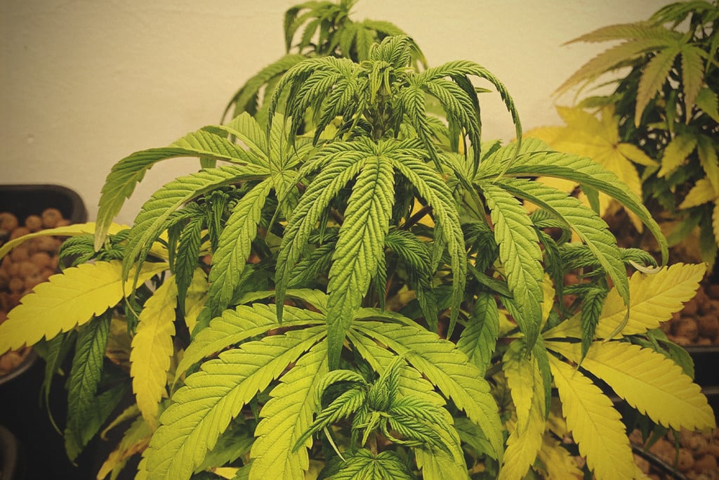 The Psychological Motivations Behind Cannabis Use