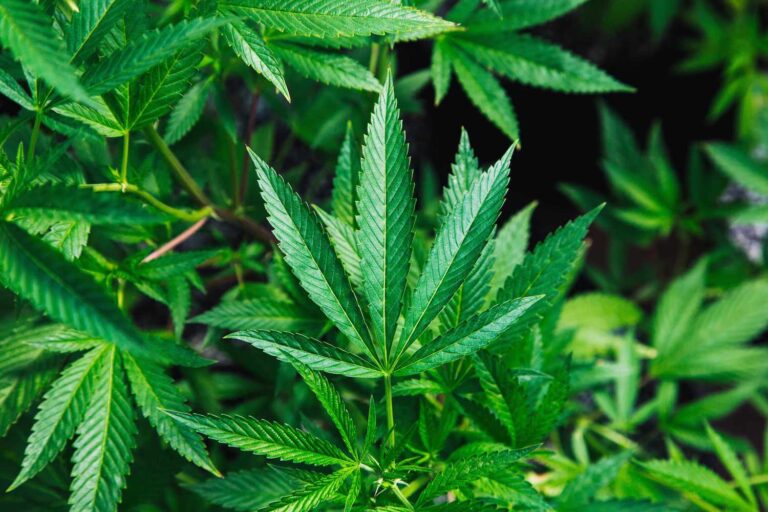 The Psychology of Cannabis Use What Drives Modern Consumers