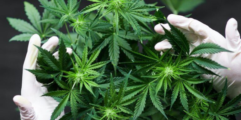 Women and Cannabis Breaking Stigmas and Shaping the Industry