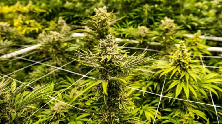 How to Spot a High-Quality Cannabis Bud Color, Aroma & Crystal Guide