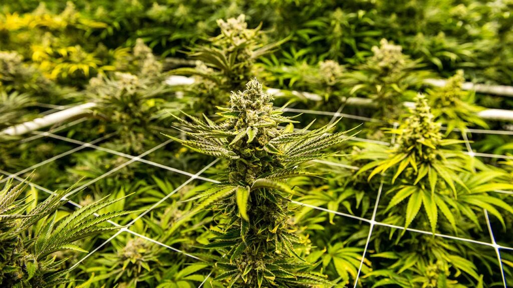 How to Spot a High-Quality Cannabis Bud Color, Aroma & Crystal Guide