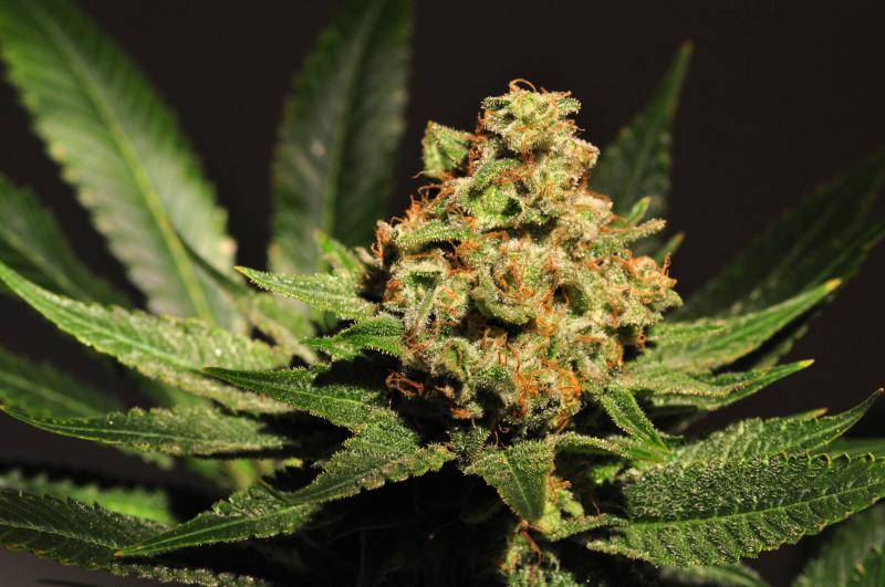 Understanding What Makes Cannabis “High Quality”
