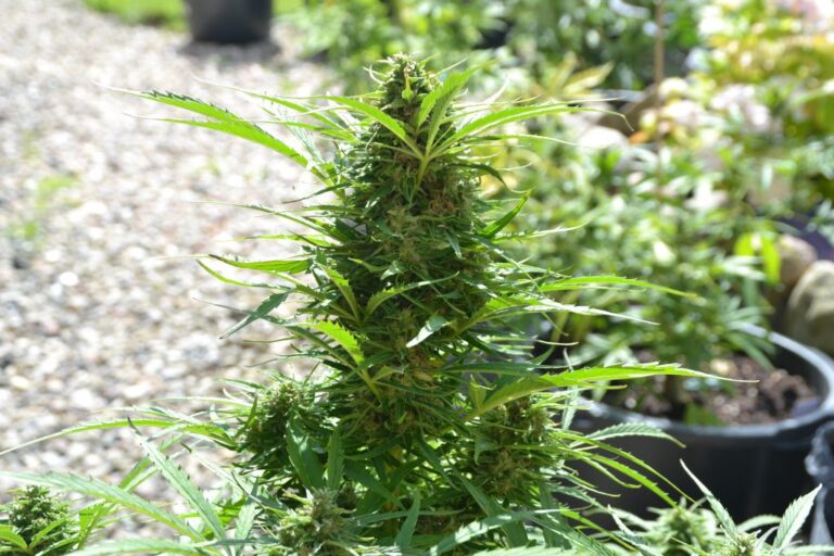 Cannabis Microdosing How to Get the Benefits Without the High