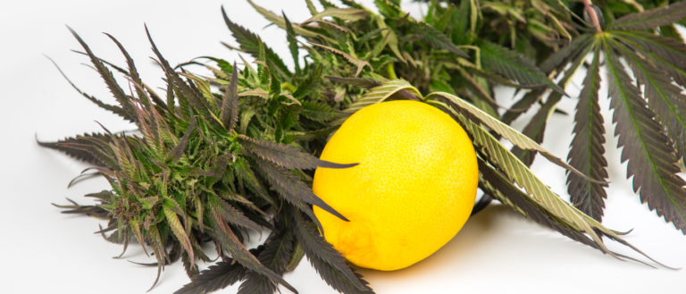 Role of Terpenes in Cannabis