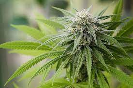Role of Terpenes in Cannabis